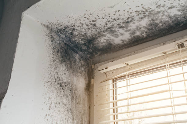 Affordable Mold Inspection And Testing solutions in Fairfield, IL